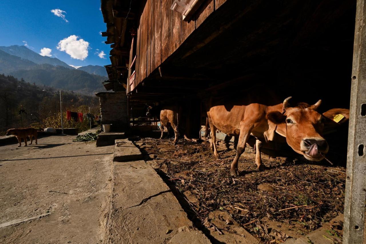 Zostel Dobhi, Manali Hostel Nagar  Bagian luar foto